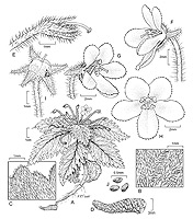 Illustration of Amalophyllon clarkii, Habit, rhizom, flowers and seed